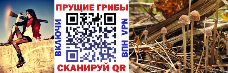 Галлюциногенные грибы Psilocybe  Купить  Луга 